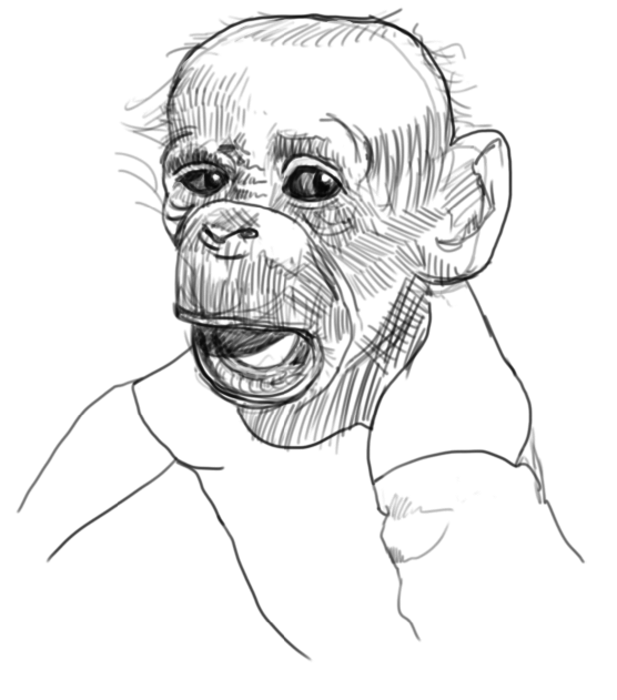 Chimp Sketch