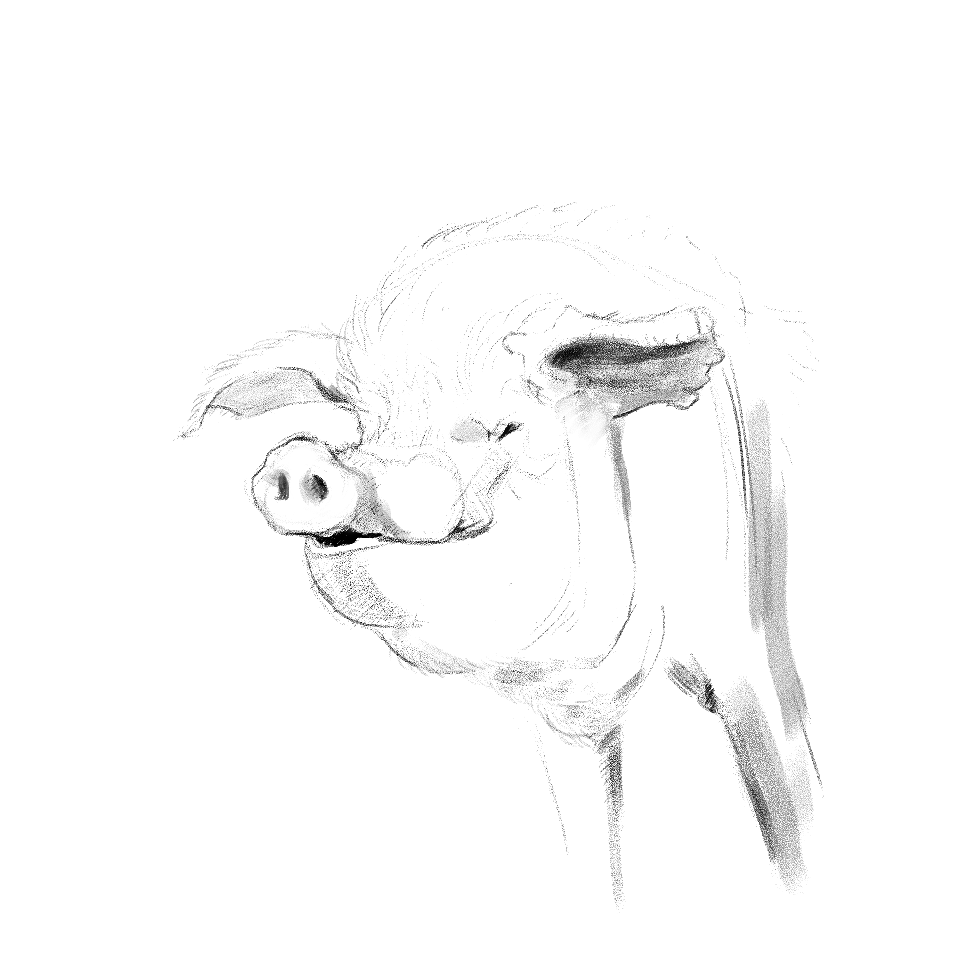 Pig Study