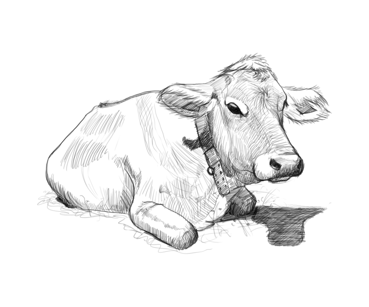 Serene Cow